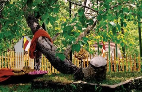 OVERSEAS TOURS Pohon Jaya Sri Maha Bodi indonesiatravels_maha_bodi_1