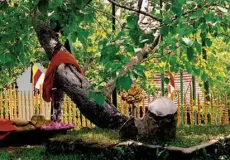 海外ツアー Pohon Jaya Sri Maha Bodi indonesiatravels_maha_bodi_1