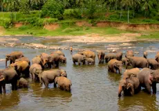 ÜBERSEE-TOUREN Panti asuhan gajah di Pinnawala indonesiatravels_pinnawala
