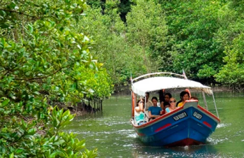 アクティビティ Mangrove Tour mangrove_indonesiatravels